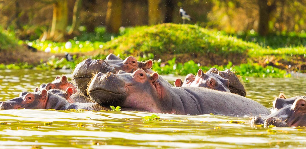 The Magnificent Lake Naivasha